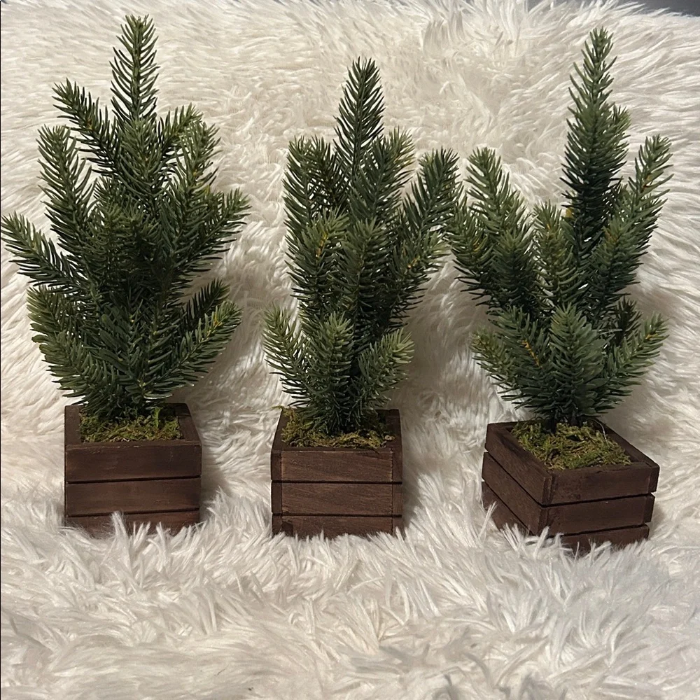 Set of Three Miniature Pine Trees in Wooden Boxes from Target